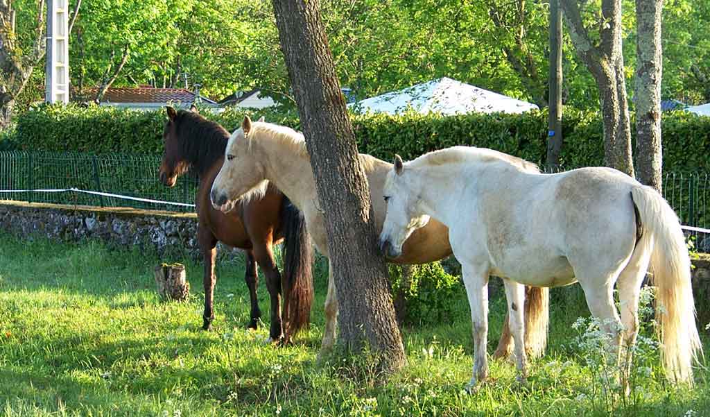 balade à cheval à Rosières